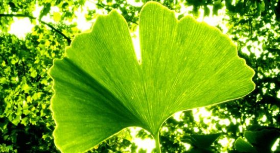 Jinan dvoulaločný neboli ginkgo biloba 4