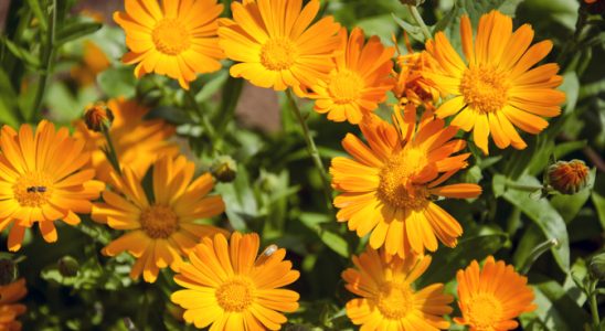 Měsíček lékařský 7