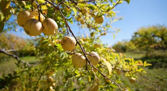 Pěstujte jabloně po novém: Ekologické pěstování 5