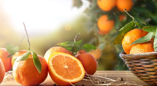 Dočkáte se plodů, pokud zasadíte semínko pomeranče? 6