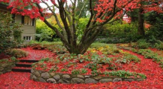 Zahrádka na podzim - co se zeleným odpadem 5