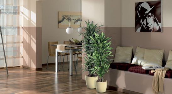 Exotická rostlinná oáza rovnou doma? Udělejte si ji i v zimě 9