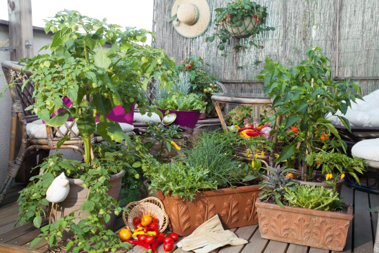 Pěstovat si zeleninu doma na balkoně? Není to nic složitého 1