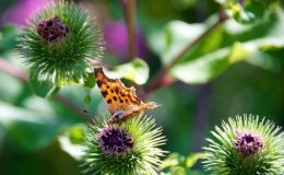 Vyhrajte boj s plevelem: Nevytrhávejte ale vykopávajte 25