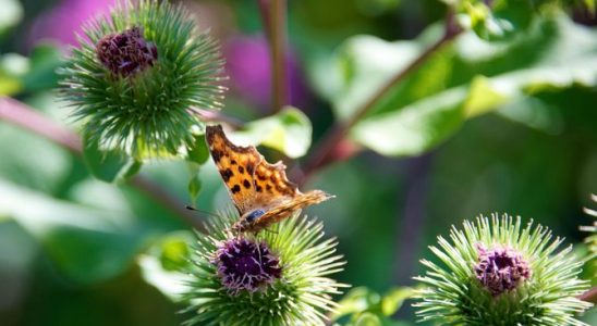 Vyhrajte boj s plevelem: Nevytrhávejte ale vykopávajte 7