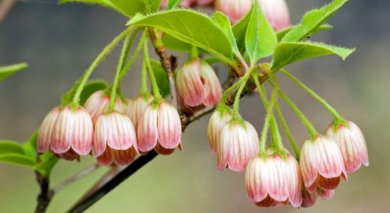 Doplňte své vřesoviště o keř z Japonska - enkiant 8