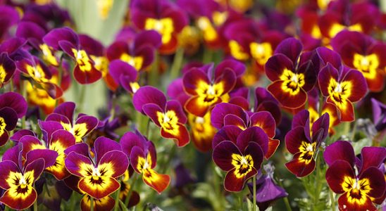 12 rostlin, které spolehlivě vybarví vaši zahradu na podzim 4