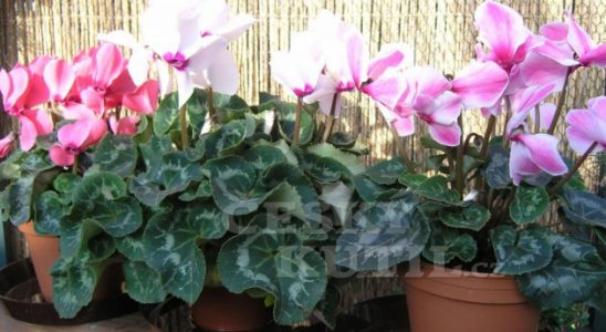 Pro sladké sny: Těchto 5 pokojových rostlin uklidní váš organismus a přinese kvalitní spánek! 5