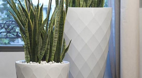 Pokojovky: 5 rad, kterých si všímat při nákupu 8