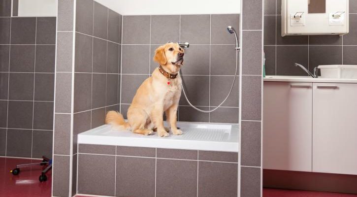 Sprcha pro psa: Jak bezpečně umýt miláčka a na co si dát pozor? 1