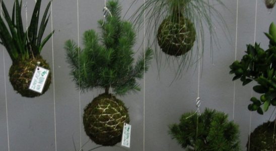 Zelený hit do domácnosti: Zamilujte se do kokedamy - rostliny na niti! 9