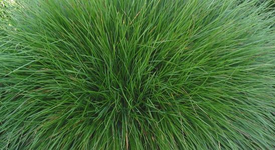 Jak v zahradě pěstovat okrasné trávy 2