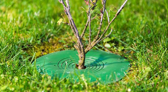 TreeGuard - Revoluční ochrana stromů 1