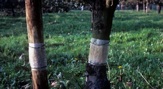 Praktické lednové tipy do ovocné zahrady 8