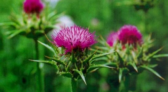 Vyzkoušejte! 3 bylinky, které pomohou očistit tělo po léčbě antibiotiky 9