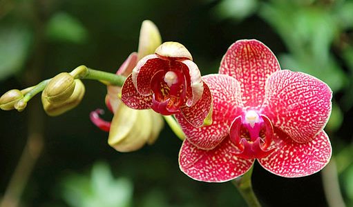 Pěstování orchidejí 6