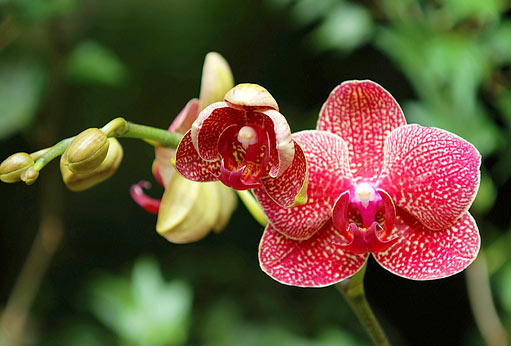 Pěstování orchidejí 1