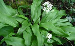 Lippia dulcis Colada a její pěstování 25