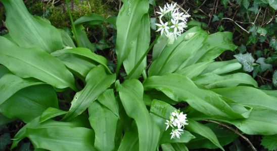 Lippia dulcis Colada a její pěstování 2