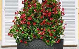 Samozavlažovací květináče a truhlíky 29