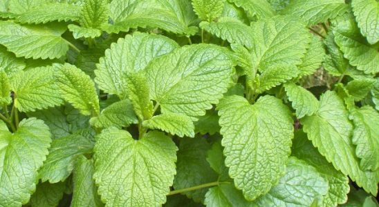 Meduňka lékařská a její použití 3