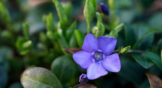 Barvínek a jeho pěstování 10