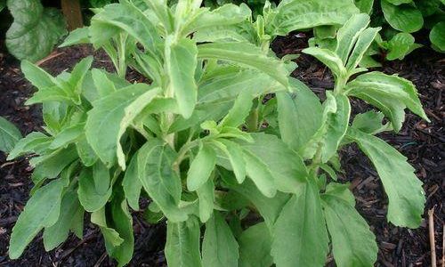 Stevia sladká a její pěstování 1