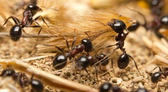 Jak se zbavit mravenců u Vás doma 2