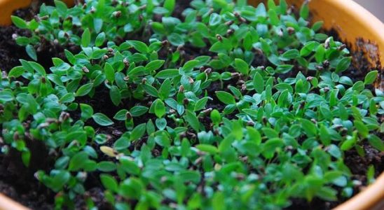 Pěstujeme sazenice 3