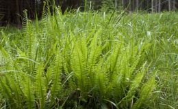 Krásné kapradiny ve vaší zahradě 29