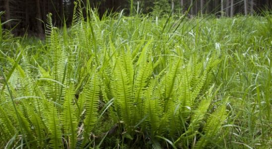 Krásné kapradiny ve vaší zahradě 1