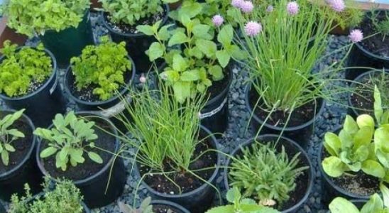 5 častých chyb při pěstování bylinek 2