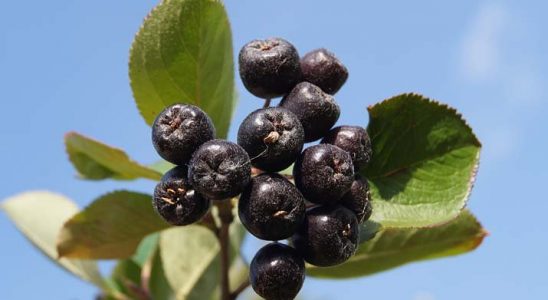 Arónie Nero – velkoplodý černý jeřáb pro posílení imunity 4