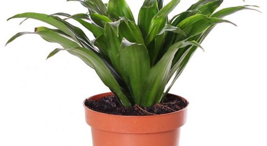 Pěstujeme oblíbenou dracénu 8