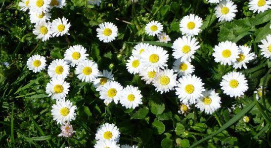 Sedmikráska obecná- krásná a užitečná i v kuchyni 9