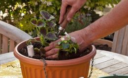 Přesazujte sazenice do větších nádob 29