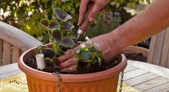 Přesazujte sazenice do větších nádob 8