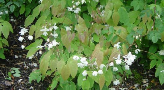 Trvalky do stínu? Vysaďte si tyto! 3