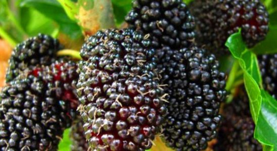 Pěstujeme moruši velkoplodou 5