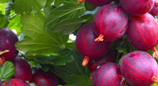 Poradíme, jak na to: rozmnožte rybíz a angrešt potápěním 10