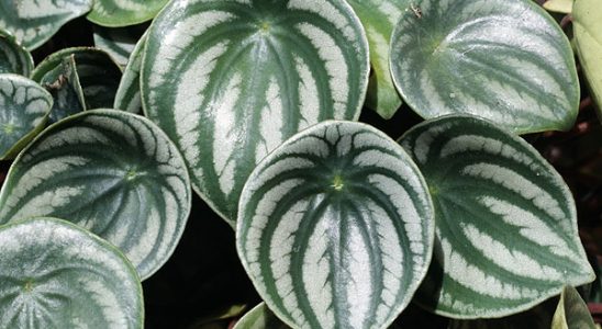 Vysaďte si jarní záhon s funkiemi 4