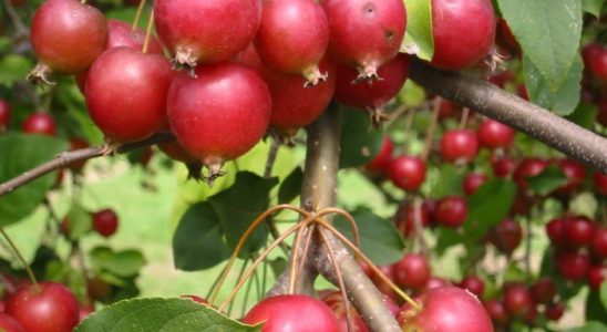 Máme pro vás 5 skvělých tipů na populární odrůdy jabloní 1