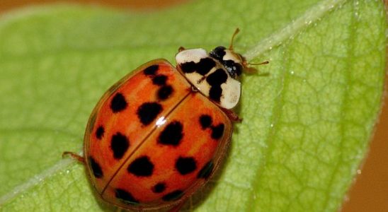 10 zajímavostí o berušce 1