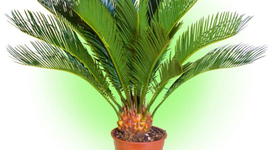 Pěstujeme krásný cykas 2