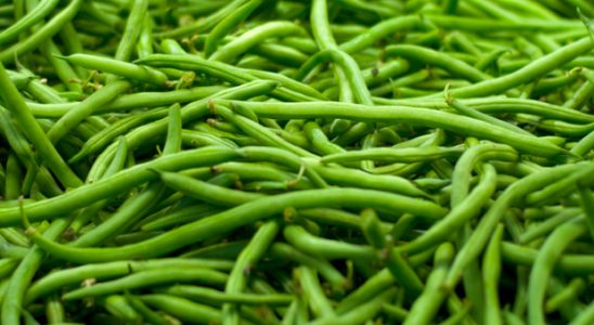 Zdravé a chutné fazolové lusky by vám v zahradě neměly chybět 1