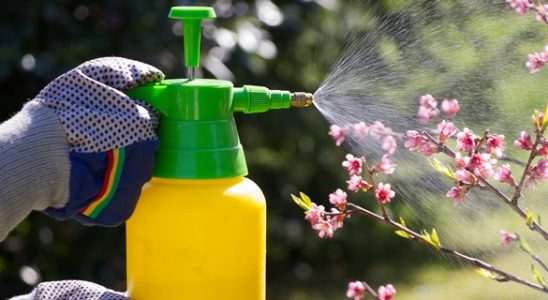 Nepodceňte předjarní postřik ovocných stromů 5