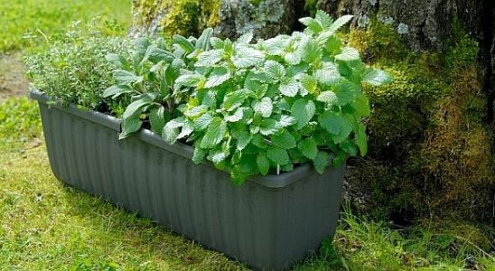 V samozavlažovacích truhlících lze pěstovat bylinky, ovoce i okrasné květiny a keře 6