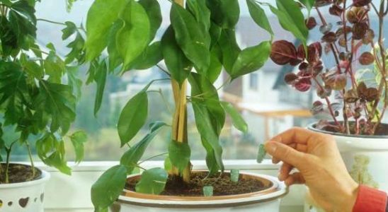 Domácí hnojiva pro pokojovky 5