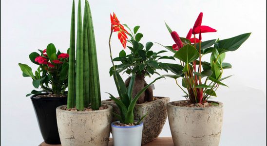 Jak mít pokojové rostliny vždy dokonale krásné 10