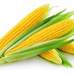 Pěstujeme kukuřici 5